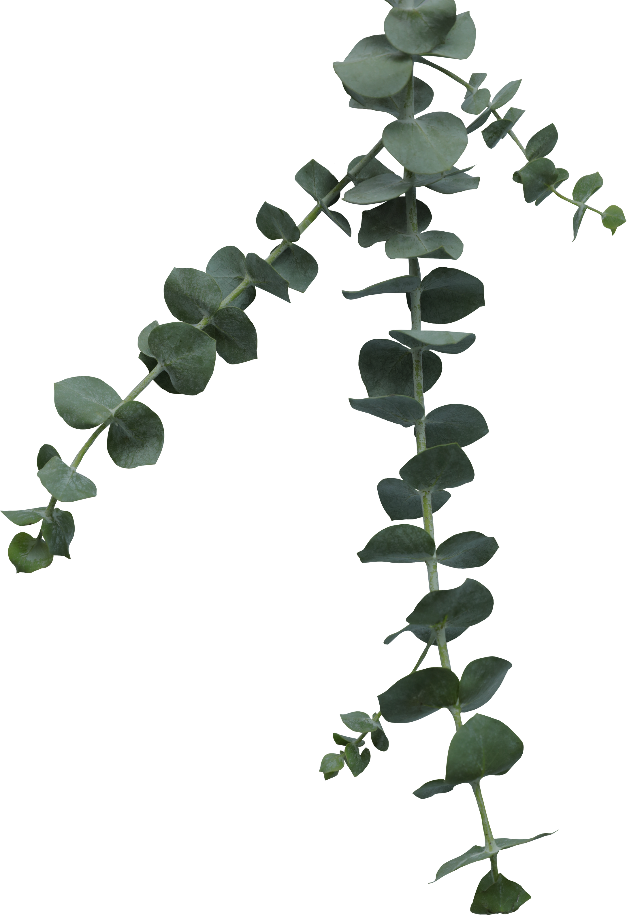 Silver Dollar Eucalyptus Leaves